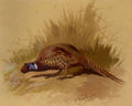 archibald thorburn chinese ring necked pheasant A4 Photo Print