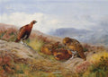 archibald thorburn clearing after rain red grouse among heather A4 Photo Print