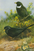 archibald thorburn cock and hen blackbird and cock ring ouzel A4 Photo Print