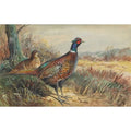 archibald thorburn cock and hen pheasant in a woodland clearing A4 Photo Print
