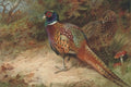 archibald thorburn cock and hen pheasant in the undergrowth A4 Photo Print