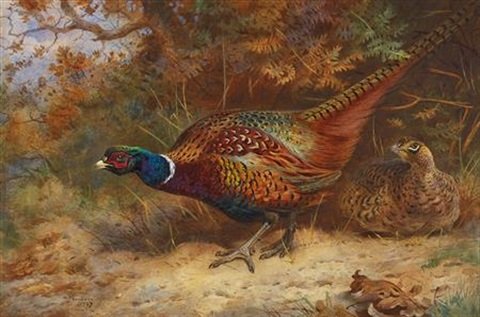 archibald thorburn cock and hen pheasant in undergrowth A4 Photo Print