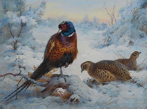 archibald thorburn cock and hen pheasant in winter A4 Photo Print