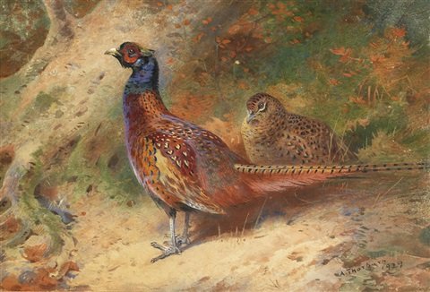 archibald thorburn cock and hen pheasant A4 Photo Print