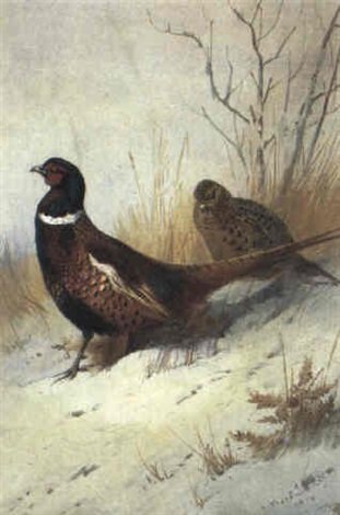 archibald thorburn cock and hen ring necked pheasant in the snow A4 Photo Print