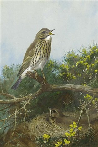 archibald thorburn cock and hen thrush A4 Photo Print