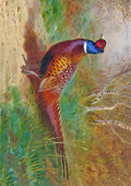 archibald thorburn cock pheasant in a woodland A4 Photo Print