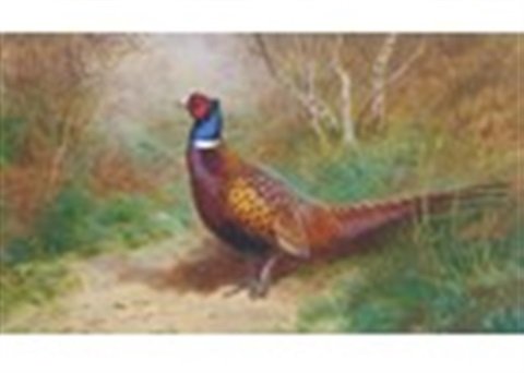 archibald thorburn cock pheasant in a woodland A4 Photo Print