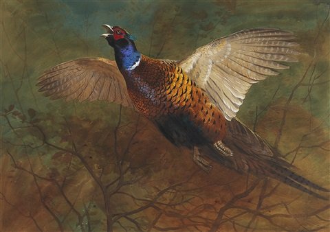 archibald thorburn cock pheasant in flight A4 Photo Print