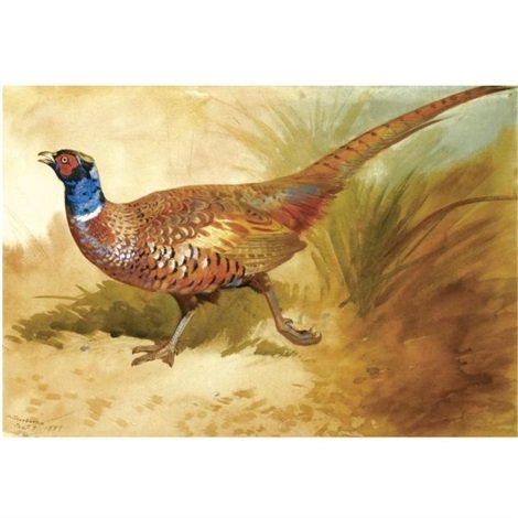 archibald thorburn cock pheasant A4 Photo Print