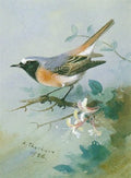 archibald thorburn cock redstart on honeysuckle the fire tail A4 Photo Print