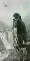 archibald thorburn common buzzard A4 Photo Print