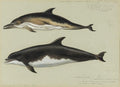 archibald thorburn common dolphin and bottlenose dolphin A4 Photo Print