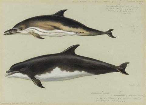 archibald thorburn common dolphin and bottlenose dolphin A4 Photo Print