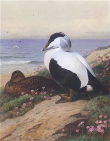 archibald thorburn common eider ducks A4 Photo Print
