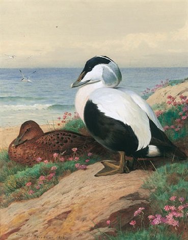 archibald thorburn common eider A4 Photo Print