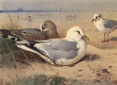 archibald thorburn common gull adult and young and black headed gull A4 Photo Print