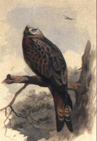 archibald thorburn common or red kite A4 Photo Print