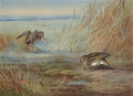 archibald thorburn common snipe on marshland A4 Photo Print