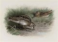 archibald thorburn common snipe A4 Photo Print
