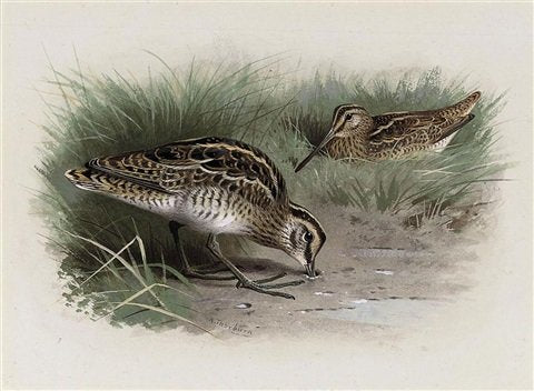 archibald thorburn common snipe A4 Photo Print