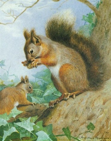 archibald thorburn common squirrel red squirrel A4 Photo Print