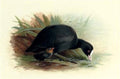 archibald thorburn coot fulica atra A4 Photo Print