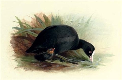 archibald thorburn coot fulica atra A4 Photo Print