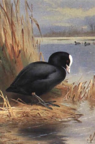 archibald thorburn coot A4 Photo Print