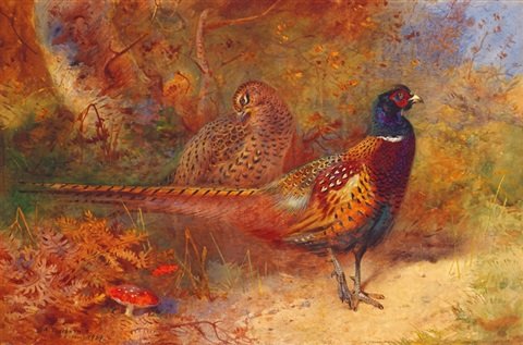 archibald thorburn coq faisan et sa poule faisane A4 Photo Print