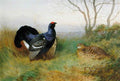 archibald thorburn courtship display of blackgame A4 Photo Print