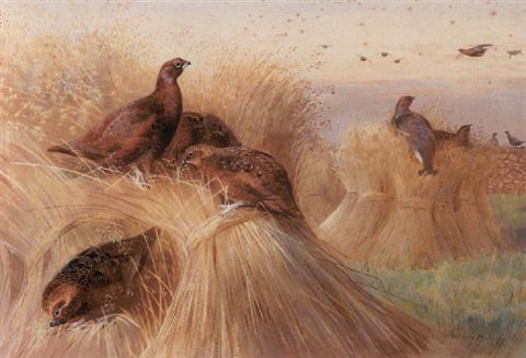 archibald thorburn coveys of red and black grouse feeding on corn stooks A4 Photo Print