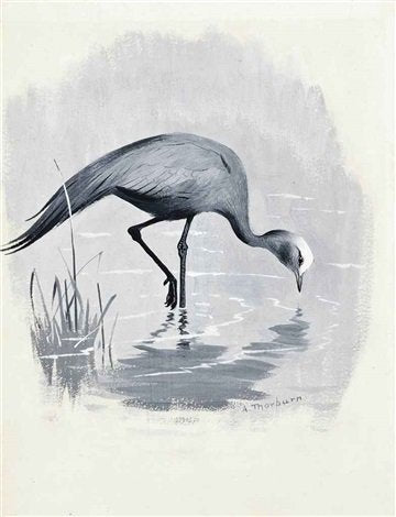archibald thorburn crane A4 Photo Print