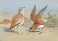 archibald thorburn cream coloured courser and pratincole A4 Photo Print