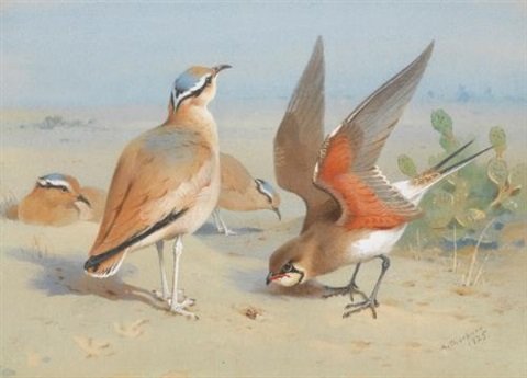 archibald thorburn cream coloured courser and pratincole A4 Photo Print