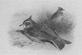 archibald thorburn crested lark A4 Photo Print