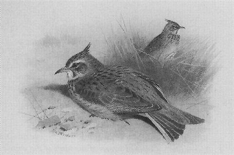 archibald thorburn crested lark A4 Photo Print