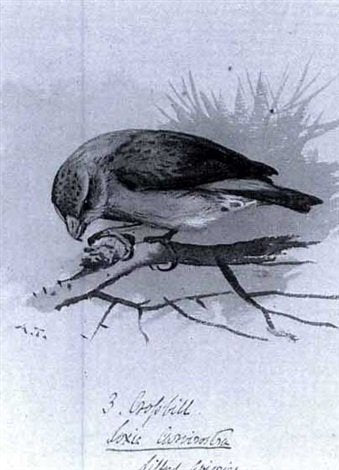 archibald thorburn crossbill A4 Photo Print