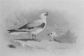archibald thorburn cuneate tailed gull A4 Photo Print