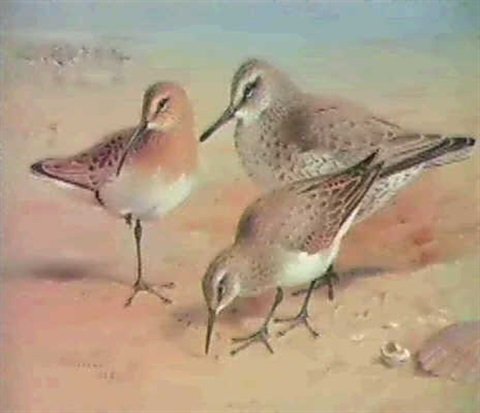 archibald thorburn curlew sandpiper knot and dunlin in winter A4 Photo Print