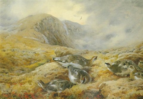 archibald thorburn danger aloft ptarmigan A4 Photo Print