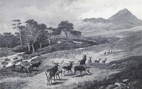 archibald thorburn deer on the move kinlochewe A4 Photo Print