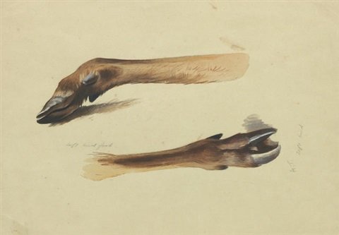archibald thorburn deer slots left hind foot A4 Photo Print