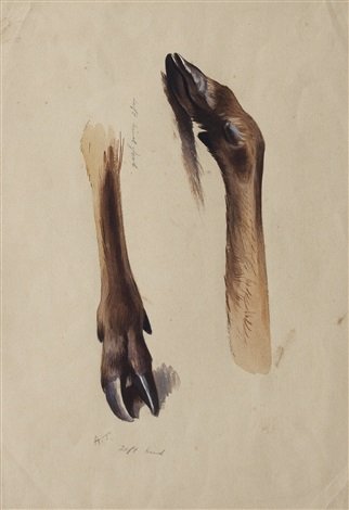 archibald thorburn deer slots A4 Photo Print