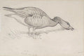 archibald thorburn deese and ducks study 3 works in 1 frame A4 Photo Print