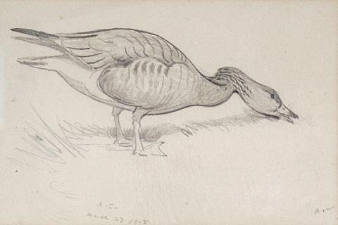 archibald thorburn deese and ducks study 3 works in 1 frame A4 Photo Print