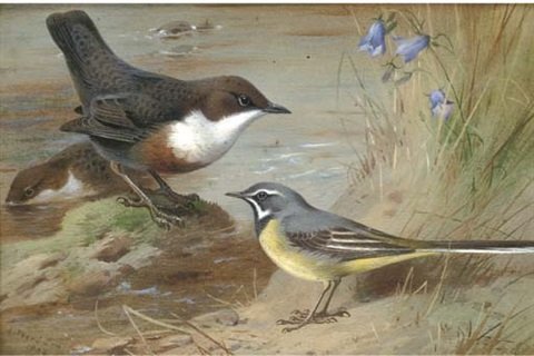 archibald thorburn dippers and a grey wagtail on the bank of a stream A4 Photo Print