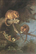 archibald thorburn dormice in an oak tree A4 Photo Print
