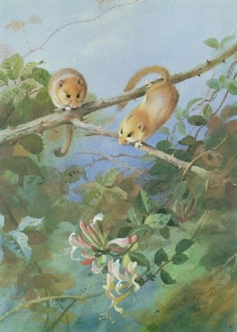 archibald thorburn dormice on honysuckle A4 Photo Print