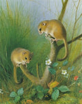 archibald thorburn dormice A4 Photo Print